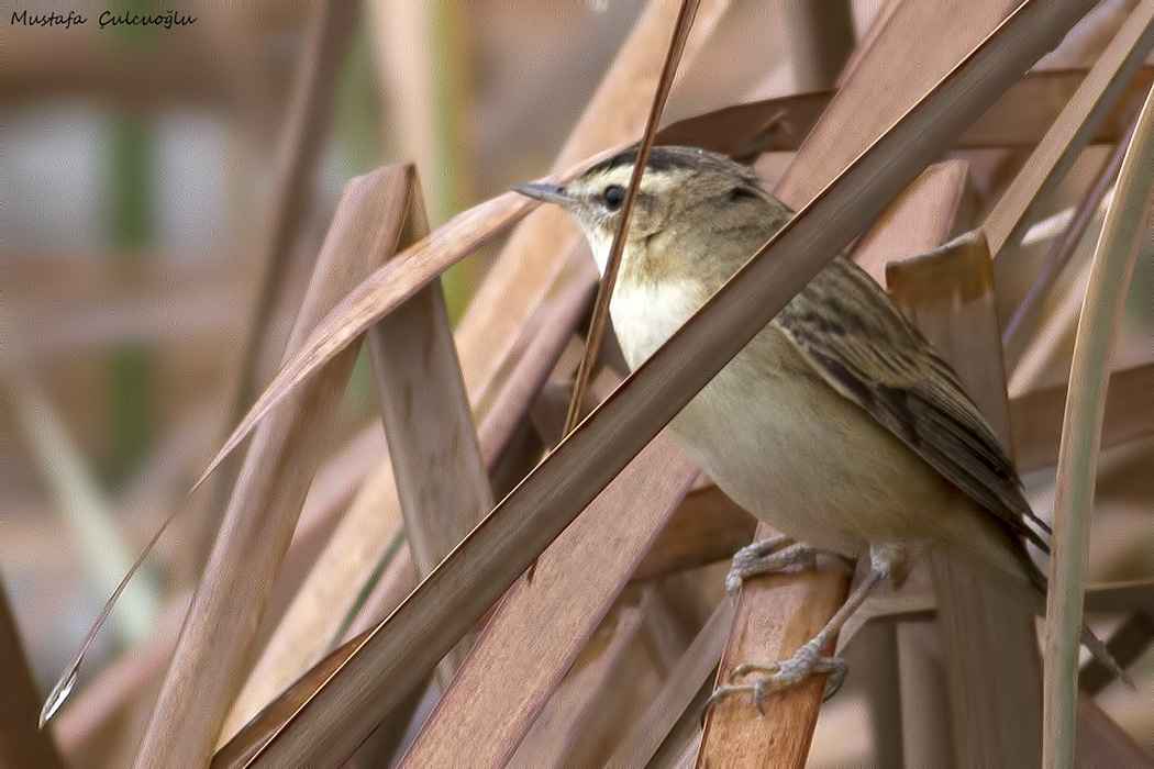 Sedge Warbler
